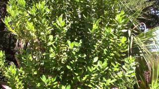 Laurus nobilis Bay Laurel Sweet Bay Tree [upl. by Enirrok373]