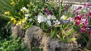 Orchids in Moss Hanging Baskets 2024 Chicago Botanic Garden Orchid Show February  March 2024 [upl. by Zennie]