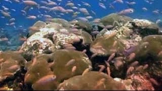 The magical coral reefs of Lakshadweep [upl. by Yatnahs]