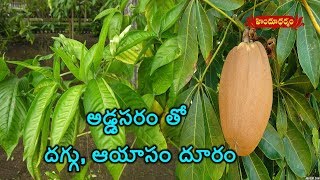 Benefits And Medicinal Uses Of Malabar Nut Addasaram  Veda Vaidhyam  Hindu Dharmam [upl. by Finella]