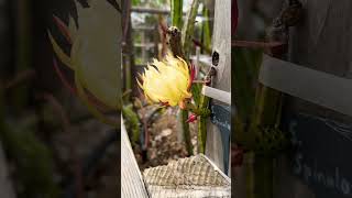 Selenicereus Spinulosis Bloom selenicereus dragonfruit dragonfruitflower pitahaya babydragon [upl. by Hocker692]