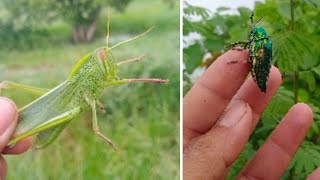 Catch grasshopper and other insects [upl. by Haikan862]