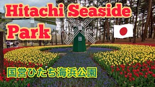 Discover the Stunning Beauty of Hitachi Seaside Park Japans Floral Paradise [upl. by Adnoved834]