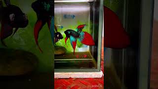 Long Tail Veil tail Imbellis betta  wild betta  Divine bettas [upl. by Yelahs]