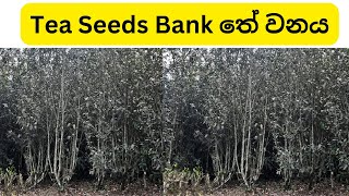 තේ ඇට ගන්න තේ වනය  Tea Forest Maintaining to take Tea Seeds [upl. by Minnnie]