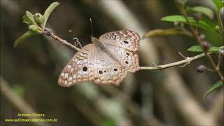 Anartia jatrophae Brazil by Antonio Silveira [upl. by Sedgewake]