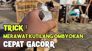 Ternyata Mudah MERAWAT Burung KUTILANG OMBYOKAN Giras Agar Cepat GACOR Dengan Cara Seperti Ini [upl. by Wilfreda538]