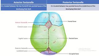 Fontanelle Facts What You Need to Know about Anterior and Posterior Fontanelles [upl. by Reitman]