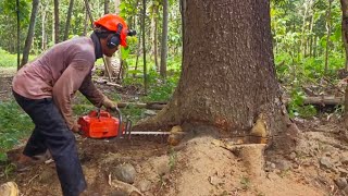 fast and alert☑️cutting down a beautiful old trembesi tree Husqvarna 395 xp [upl. by Neeuq522]