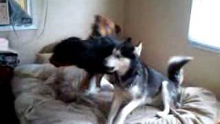 My doggies play fighting [upl. by Reinaldos]