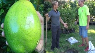 The Perfect Soil for Planting an Avocado Tree  Amazing [upl. by Hpsoj]