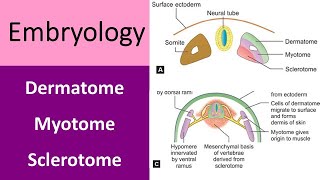 What is dermatome myotome amp sclerotome [upl. by Norbie164]