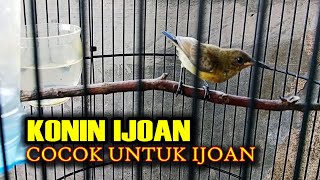 KONIN GACOR MASIH IJOAN birds [upl. by Zephaniah908]