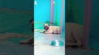 Slap day manglu 🤣🤣youtubeshorts shortvideo petlover pugdog trendingshortsfunnyvideo [upl. by Miller]