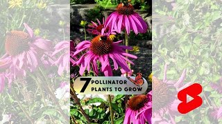 7 Flowers to Plant for Pollinators  Short [upl. by Lemraj]