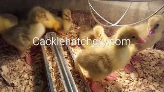 White Embden Geese  Cackle Hatchery [upl. by Dunham778]