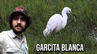 Garcita blanca 4K Egretta thula Snowy egret Garça branca pequena chica patiamarilla nívea [upl. by Meerek]