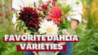 Favorite Dahlia Varieties to Grow For Cut Flowers A Tour of Our Dahlia Garden [upl. by Ydoow429]