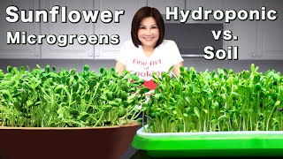 Sunflower Microgreens  Hydroponic vs Soil 向日葵芽苗水培種植 [upl. by Gaskin]