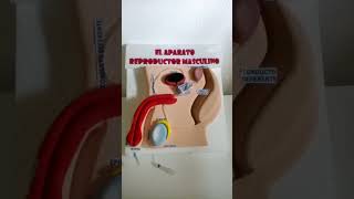 maqueta aparato reproductor masculino [upl. by Drarig]