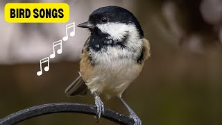 Bird Songs Of Nature The Coal Tit [upl. by Eiramave]