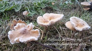 Funghi Marasmius Oreades  Cerchi delle FateStreghe Dal Ricettario di Raffaela Millonig [upl. by Ulphia122]