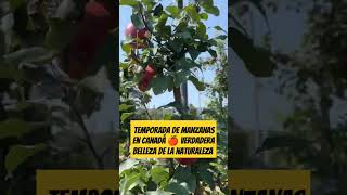 manzanas frutadetemporada frutas uva pera fresa youtubeshorts [upl. by Gilles]