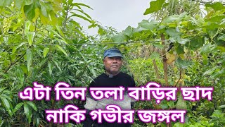 ছাদ বাগান এখন জঙ্গলে পরিণত হয়েছে তাড়াতাড়ি সবাই এসে দেখে যানRooftop garden overview [upl. by Loar]