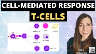 CELLMEDIATED response  Alevel biology immunity cellular response of T cells T Lymphocytes [upl. by Atteuqram]