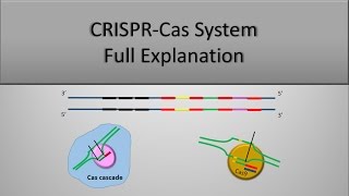 CRISPR System and CRISPR CAS9 Technique The full principle Part 1 [upl. by Eednac]