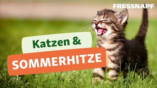 Sommerhitze Katzen I FRESSNAPF [upl. by Cleres318]