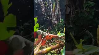 Coins inside banana tree  experiment gone wrong  magic shorts coin [upl. by Dressel749]