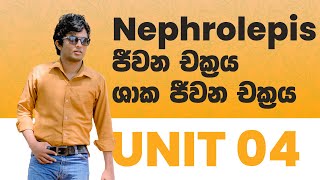 Nephrolepis Life Cycle ජීවන චක්‍රය  ශාක ආකාරය හා ක්‍රියාකාරිත්වය  AL BIOLOGY  THEORY  REVISION [upl. by Gemina645]