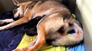 Vidéo Naissance de chiots chiensloups tchécoslovaques Elevage des Loups dAkairo [upl. by Ahsram]