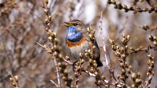 Bluethroat Singing 4K [upl. by Rochemont51]