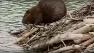 How Do Beavers Build A Dam  BBC [upl. by Zane]