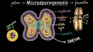 Microsporogenesis process  Sexual reproduction in flowering plants  Biology  Khan Academy [upl. by Anelle647]