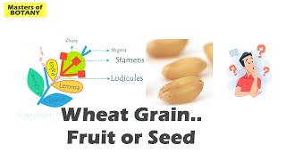 Wheat Grain Caryopsis  Seed or Fruit  Confusion in Achene Cypsella and Grain  Explained [upl. by Akemej414]