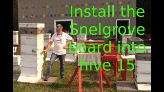 Install the Snelgrove board into hive 15 [upl. by Lizbeth561]