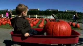 Pumpkin picking at the long island pumpkin farm  enjoy pumpkin patches in long island [upl. by Llednar]