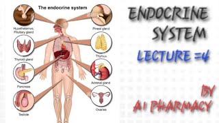 ENDOCRINE SYSTEM LECTURE 4 [upl. by Hnad]