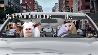 Literally me during driving lessons goat talking to clueless cat meme [upl. by Heshum]