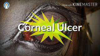 Vet Basics II CORNEAL ULCERS DOS AND DONTS CLINICAL POINT OF VIEW [upl. by Oliviero188]