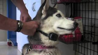 How to fit an Electronic Dog Collar [upl. by Scornik]