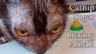 ASMR Lykoi werewolf cat eating a candy catmukbangasmr [upl. by Eelarual]