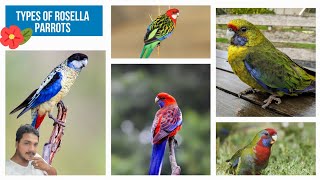 Rosella bird information ✓✓ Types and sound ✓✓🦜🦜 rosella parakeet breeding india [upl. by Yhtak]