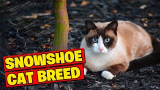 The Snowshoe Cat BreedA Glimpse Into Their Unique Beauty [upl. by Anevad]