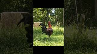 Spangled gamefowl youtube highlights ytshorts chicken youtuber [upl. by Nosnhoj]