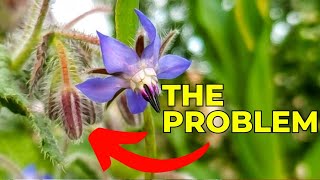 How to GROW Borage amp why I am NEVER growing it again [upl. by Feinstein976]