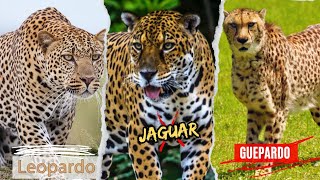 ¿CUÁL ES LA DIFERENCIA ENTRE LOS JAGUARES LOS LEOPARDOS Y LOS GUEPARDOS [upl. by Yerocaj485]